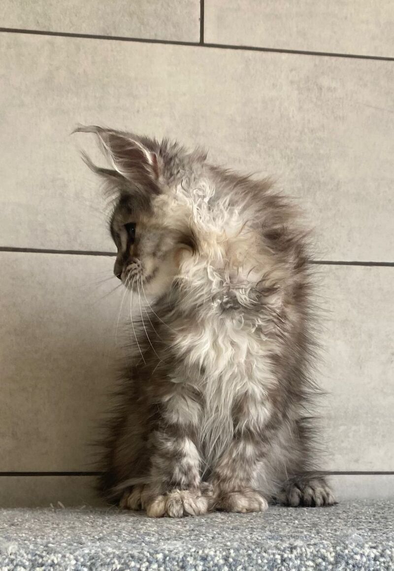 Sofia Maine Coon polydactyl female black tortie silver tabby - live animals