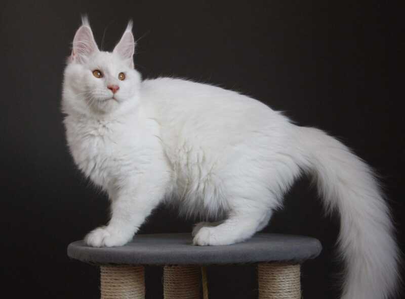 Baikal Maine Coon male red silver shaded - live animals