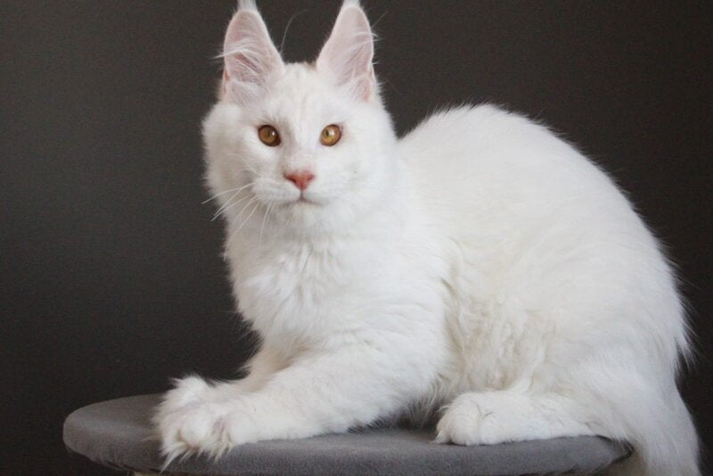 Baikal Maine Coon male red silver shaded - live animals