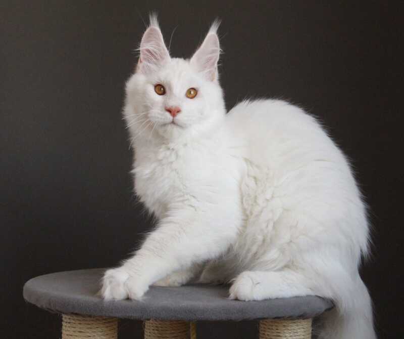 Baikal Maine Coon male red silver shaded - live animals