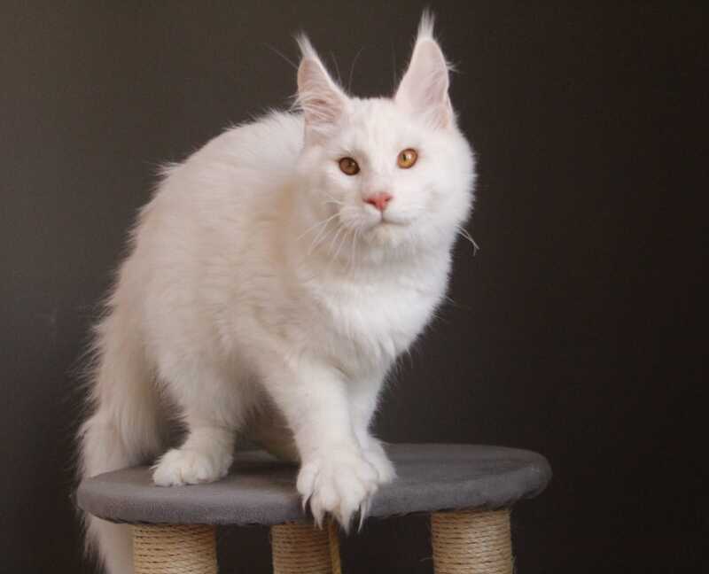 Baikal Maine Coon male red silver shaded - live animals