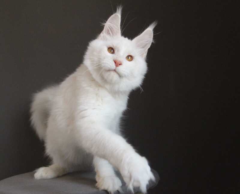 Baikal Maine Coon male red silver shaded - live animals
