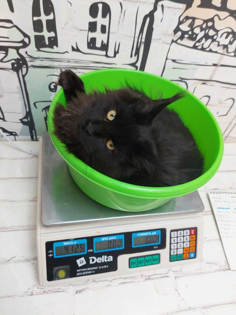 Urfin Maine Coon male black - live animals