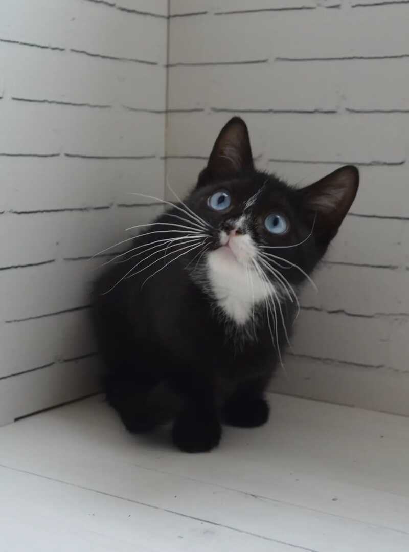 Claude British Shorthair male black with white - Event Tickets