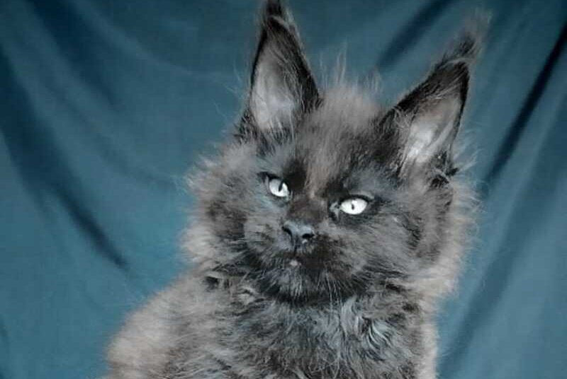 Valentin Life Maya Maine Coon male black - live animals