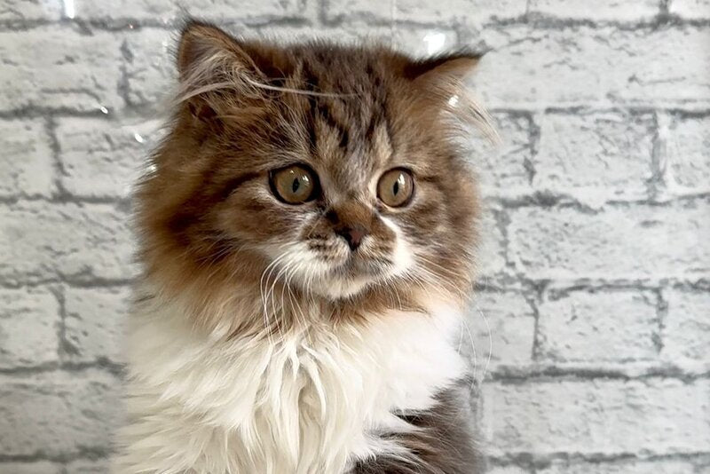Fiona Scottish Straight female black tabby bicolour - live animals