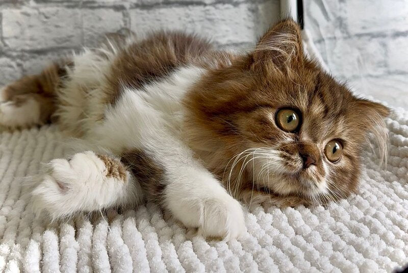 Fiona Scottish Straight female black tabby bicolour - live animals