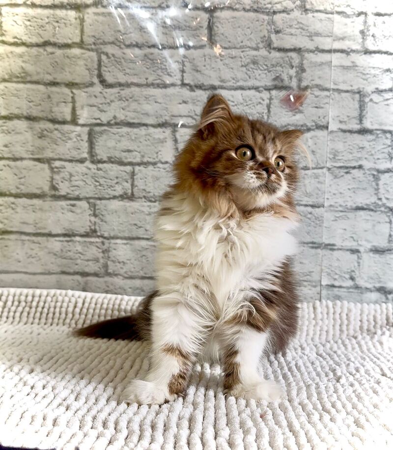Fiona Scottish Straight female black tabby bicolour - live animals