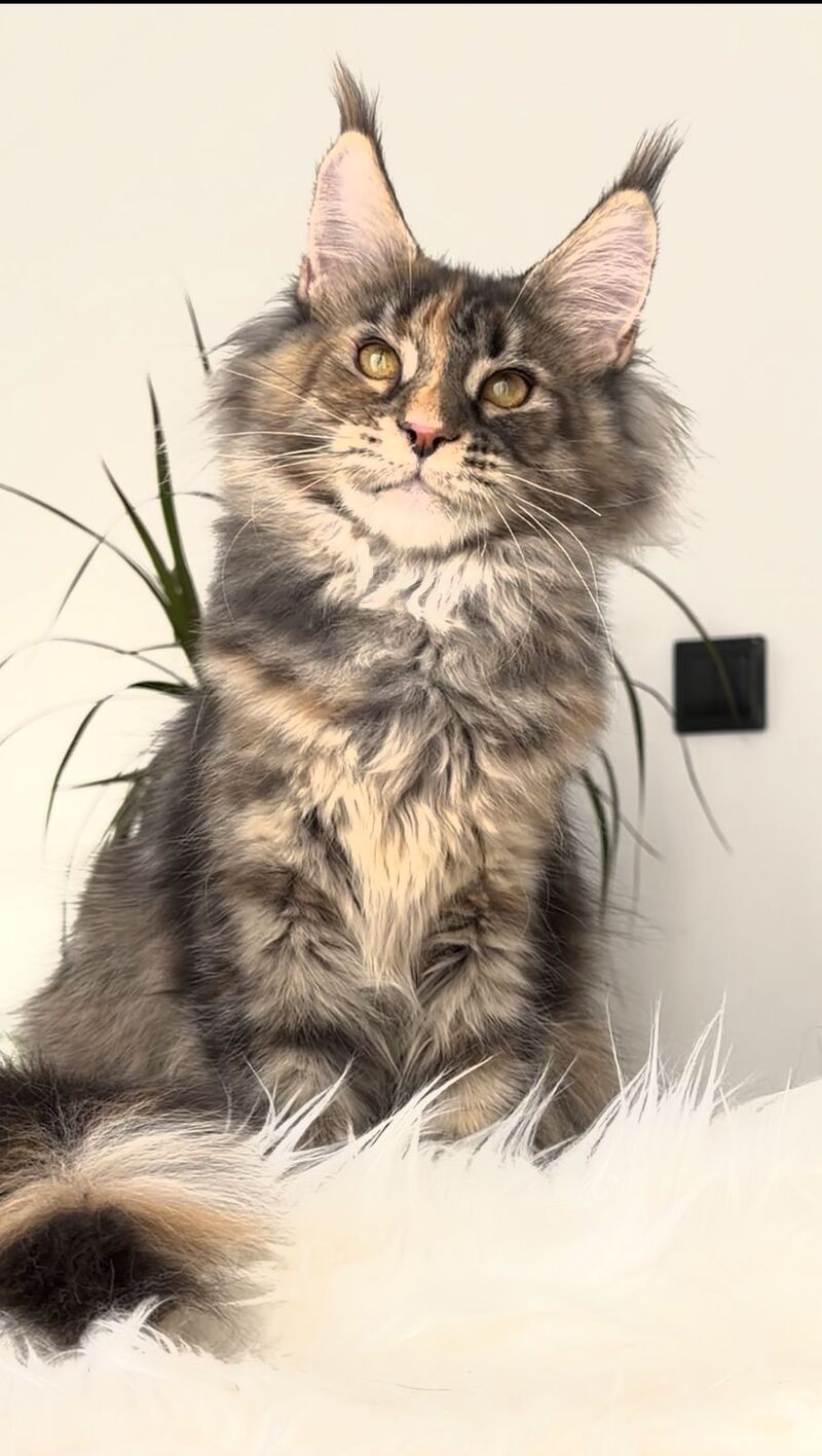 Roxy Maine Coon polydactyl female black tortie tabby - live animals