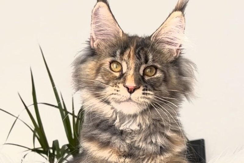 Roxy Maine Coon polydactyl female black tortie tabby - live animals
