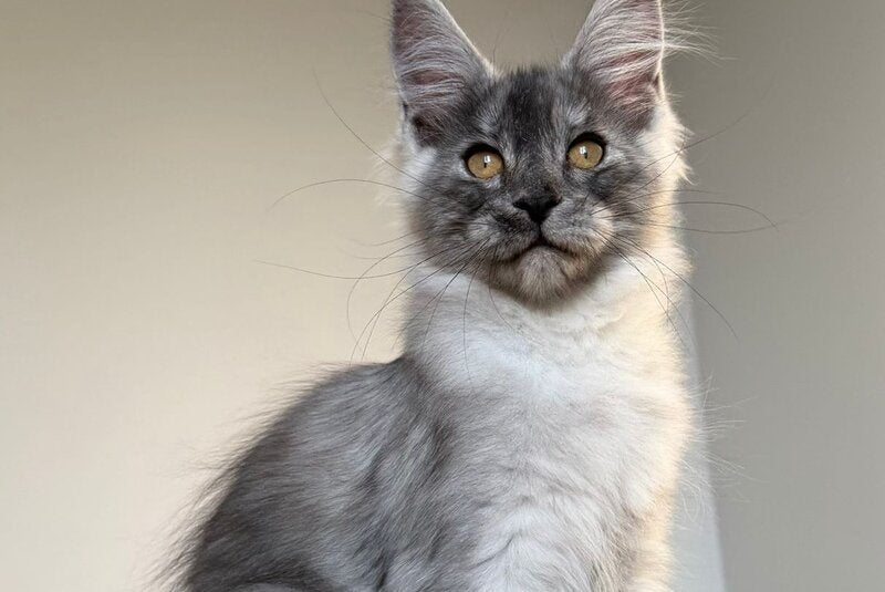 Tutta Larsen Maine Coon female black silver - live animals