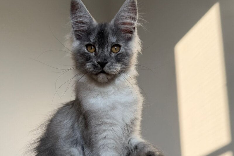 Tutta Larsen Maine Coon female black silver - live animals