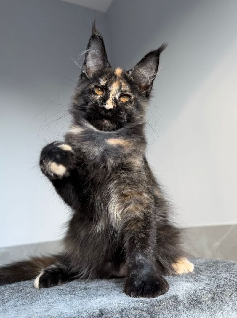 Tails Maine Coon female black tortie tabby - live animals