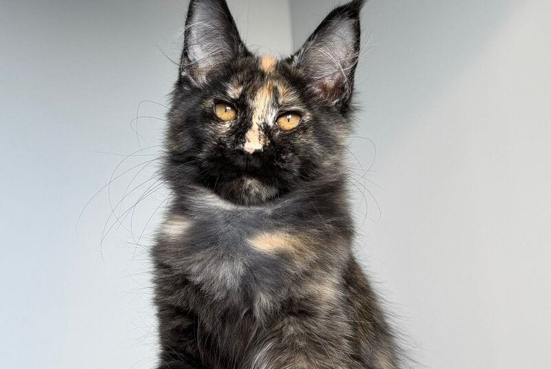 Tails Maine Coon female black tortie tabby - live animals