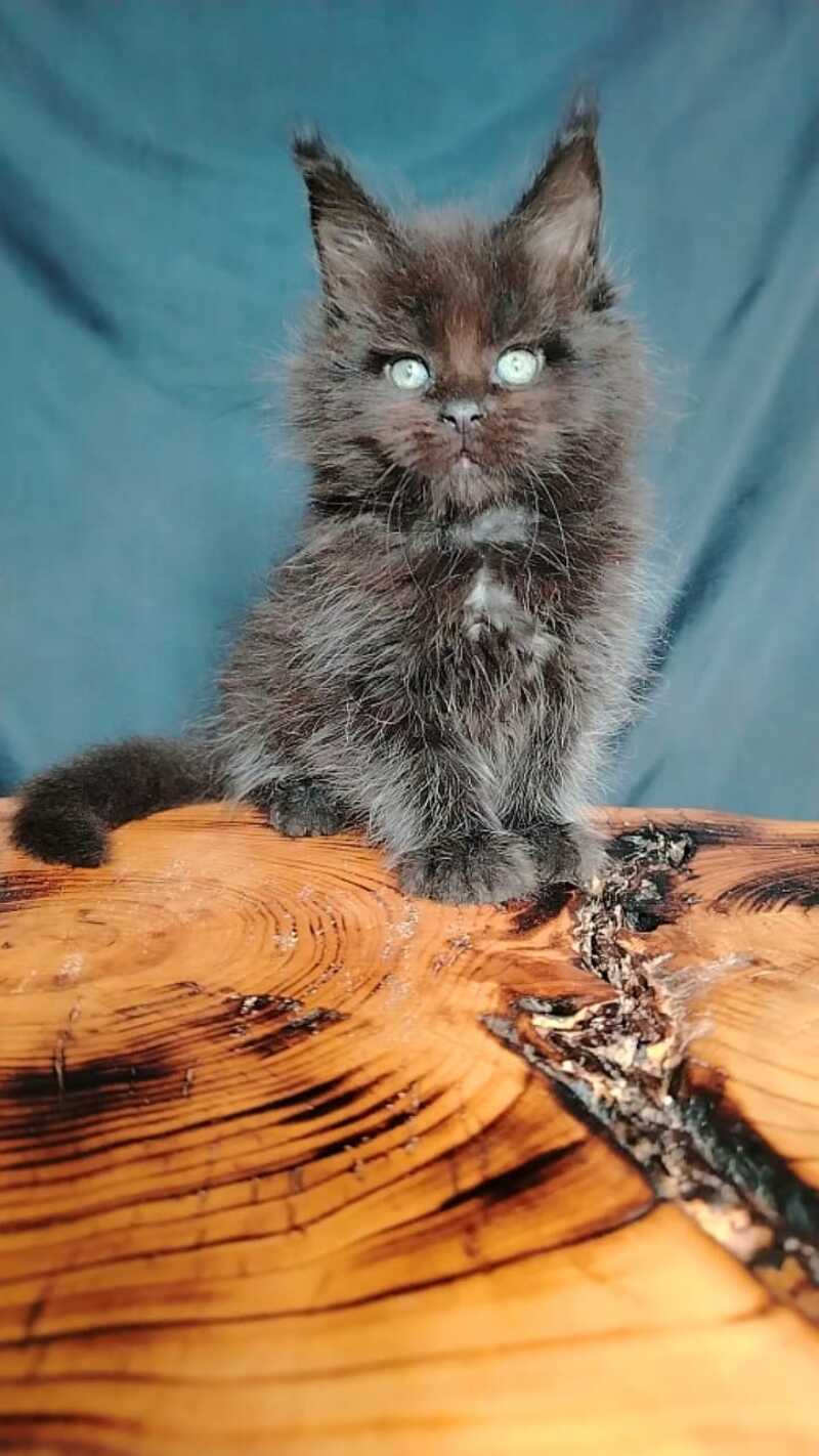 Zafar Maine Coon male black - live animals