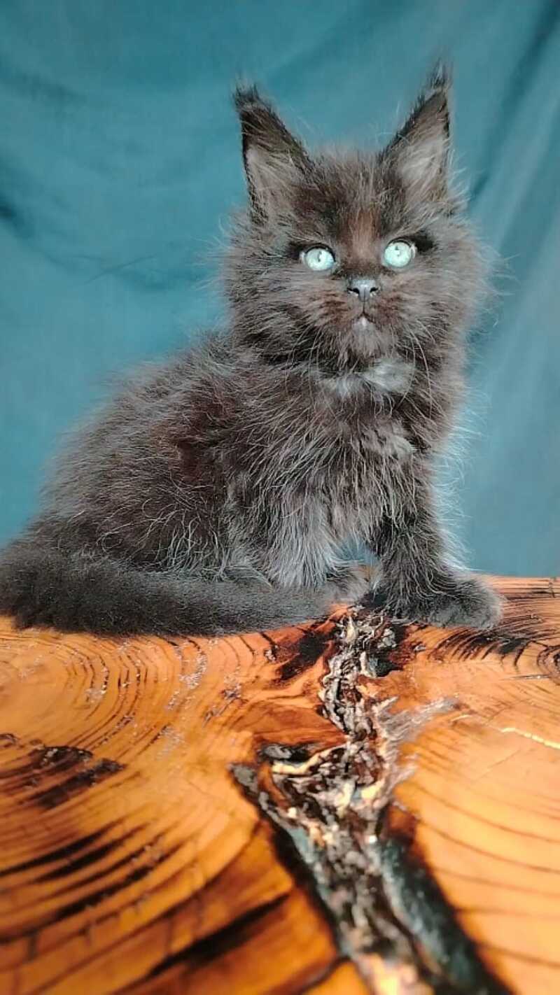 Zafar Maine Coon male black - live animals