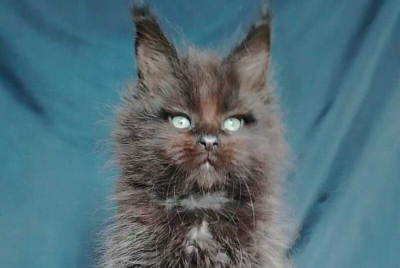 Zafar Maine Coon male black - live animals