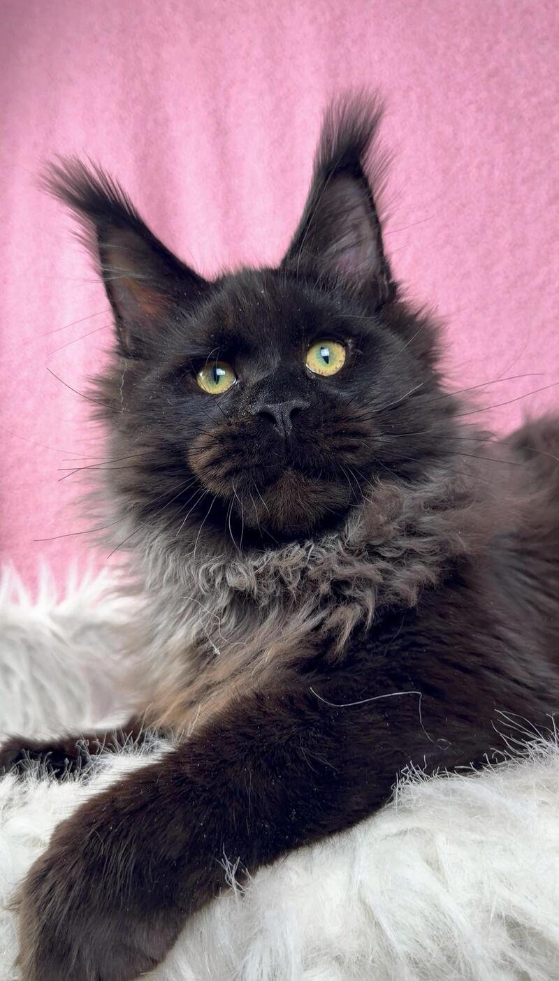 Buddha Maine Coon male black - live animals
