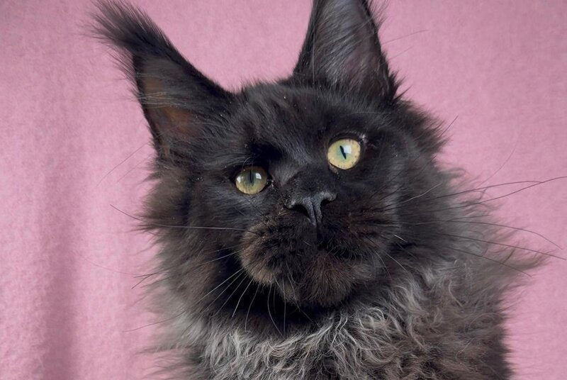Buddha Maine Coon male black - live animals