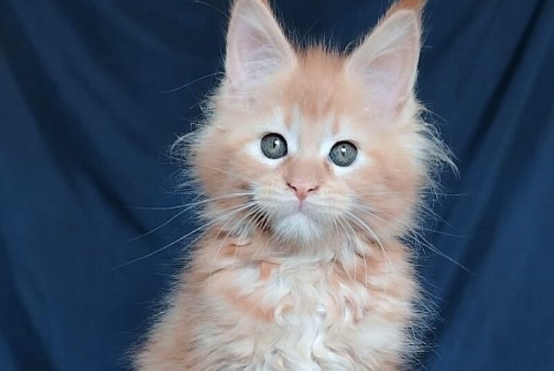 Vivi Maine Coon female red - live animals