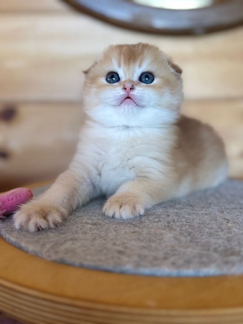 Elisey Scottish Fold male black golden chinchilla - live animals