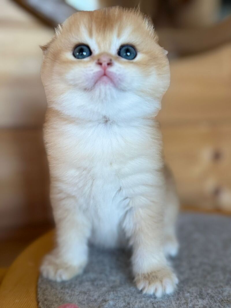 Elisey Scottish Fold male black golden chinchilla - live animals