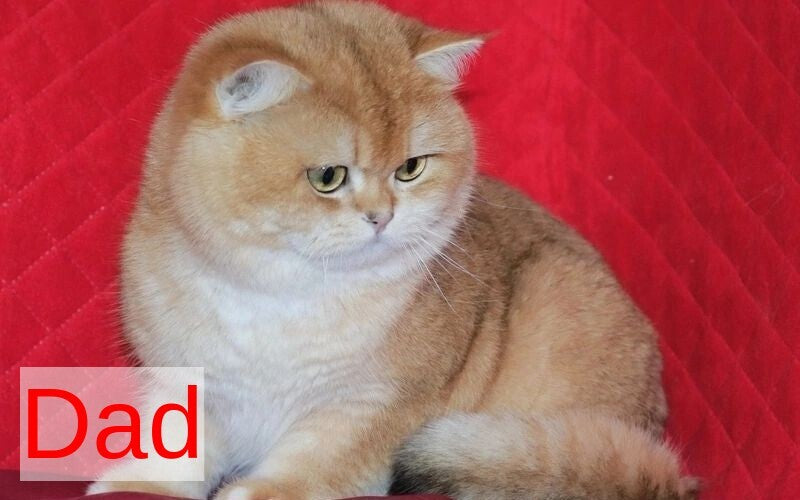 Elisey Scottish Fold male black golden chinchilla - live animals