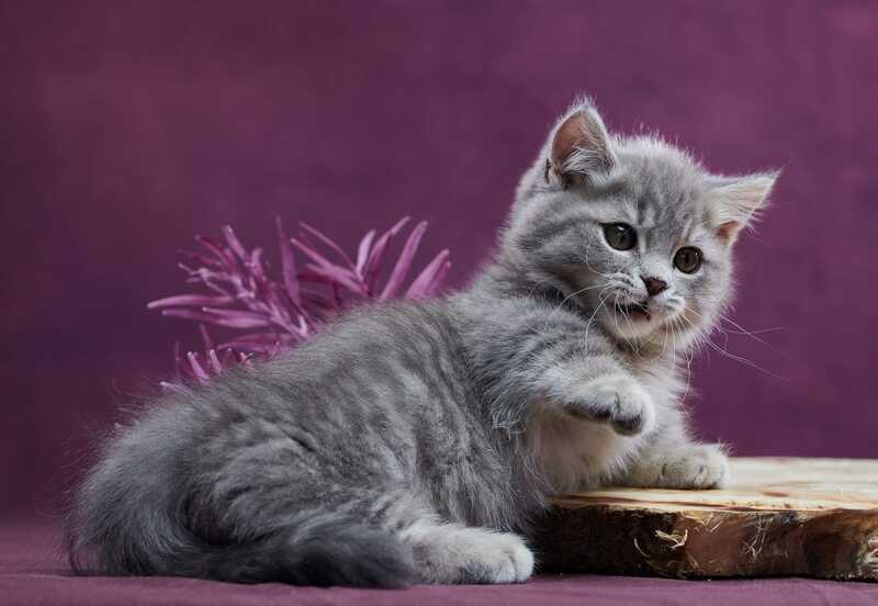 Yuri Munchkin male blue spotted tabby - live animals