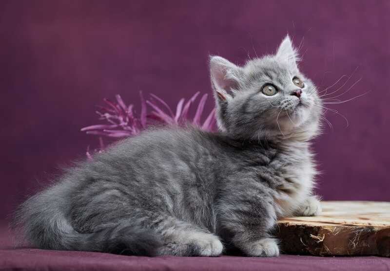 Yuri Munchkin male blue spotted tabby - live animals