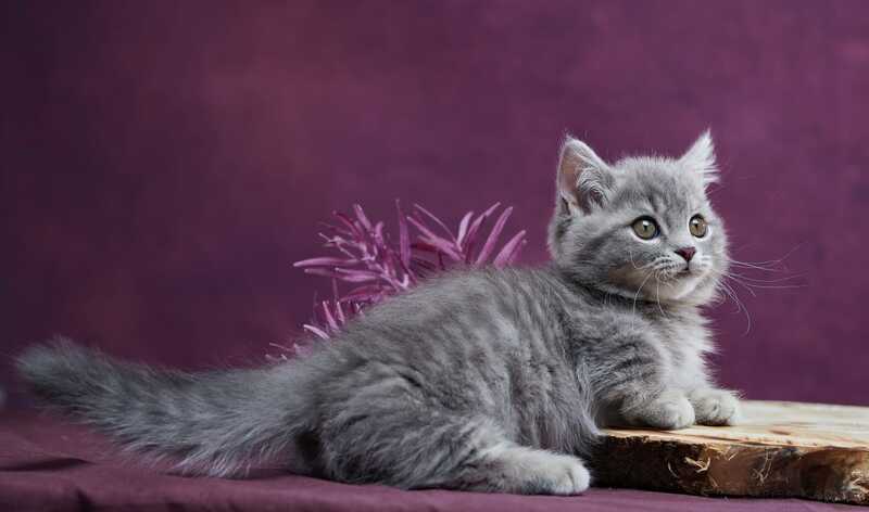 Yuri Munchkin male blue spotted tabby - live animals