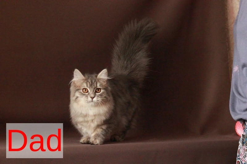 Yuri Munchkin male blue spotted tabby - live animals