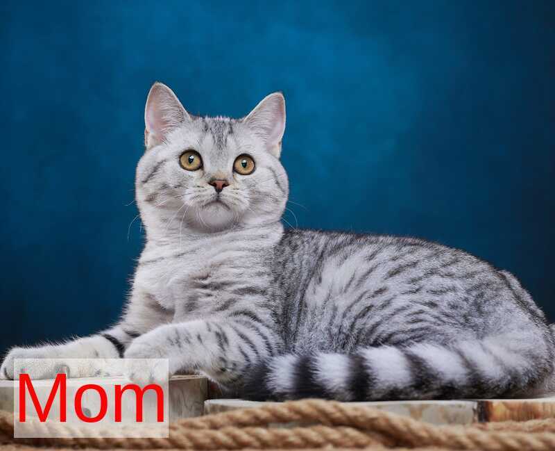 Yuri Munchkin male blue spotted tabby - live animals