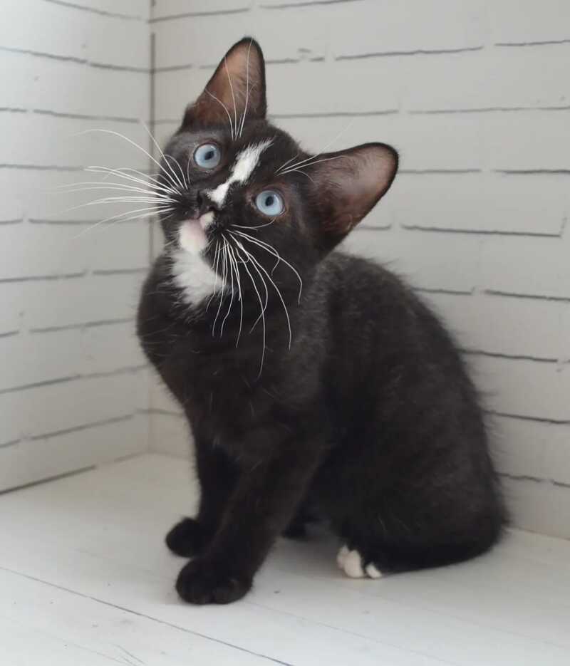 Claude British Shorthair male black with white - Event Tickets