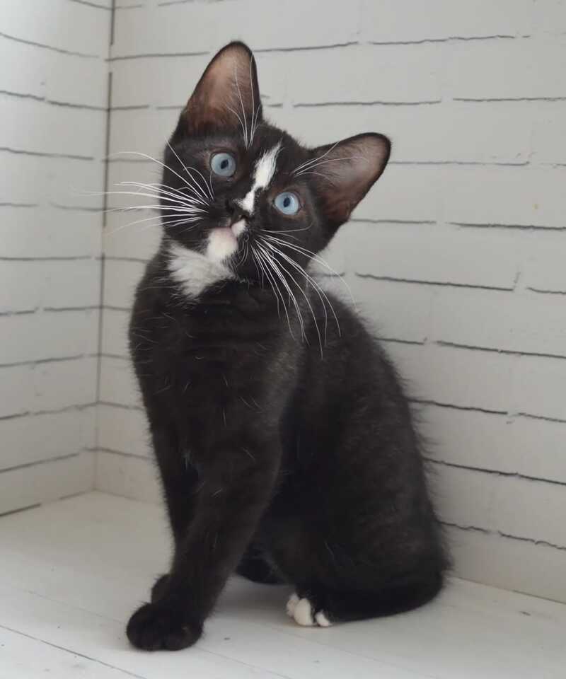 Claude British Shorthair male black with white - Event Tickets