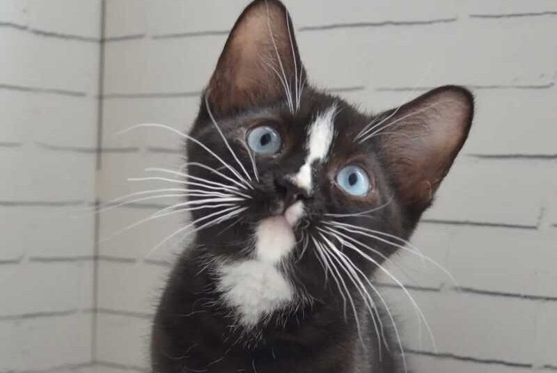 Claude British Shorthair male black with white - Event Tickets