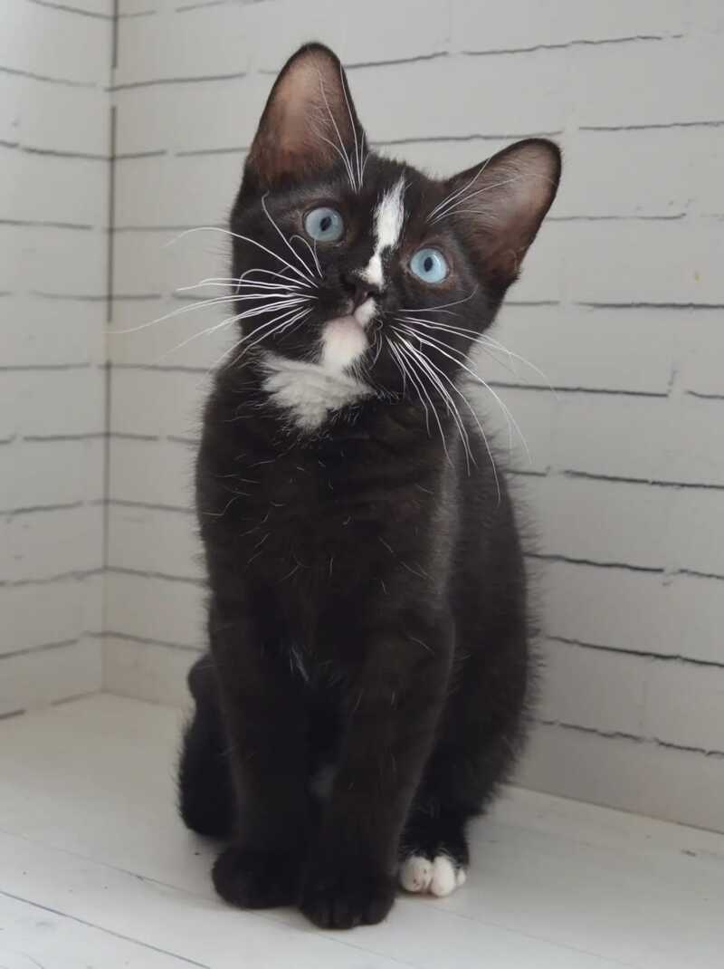 Claude British Shorthair male black with white - Event Tickets