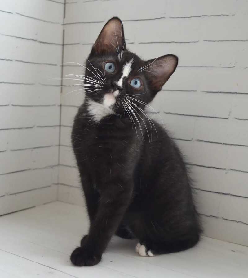 Claude British Shorthair male black with white - Event Tickets