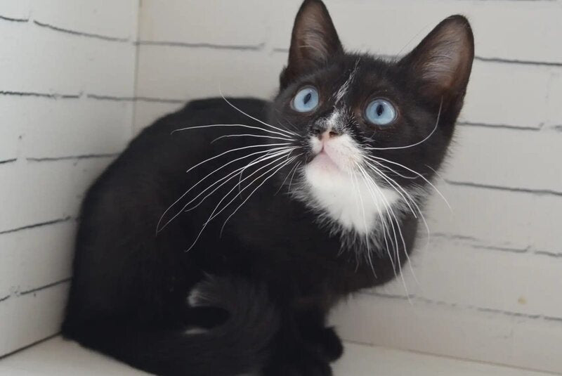 Camila British Shorthair female black with white - live animals