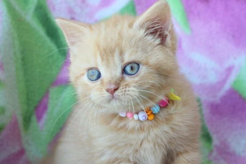 Pandora British Shorthair female red - live animals