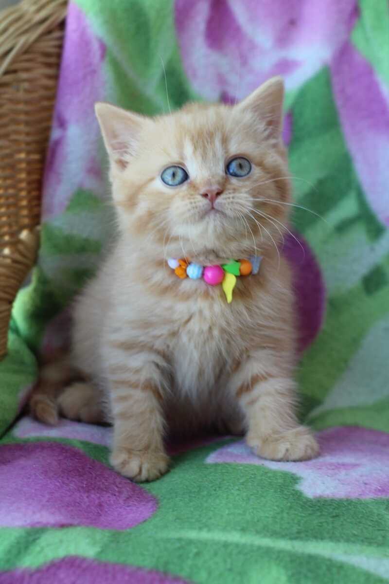 Pandora British Shorthair female red - live animals