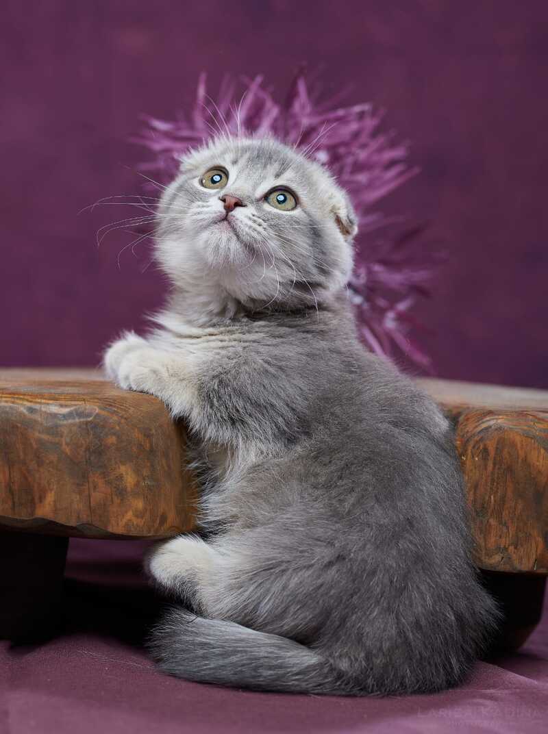 Jupiter Munchkin male blue ticked tabby - live animals