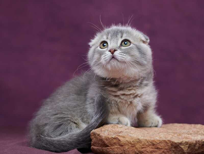 Jupiter Munchkin male blue ticked tabby - live animals