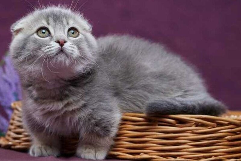 Jupiter Munchkin male blue ticked tabby - live animals