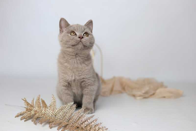 Orletta British Shorthair female lilac - live animals