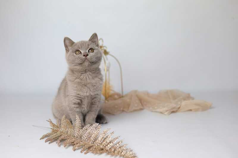Orletta British Shorthair female lilac - live animals