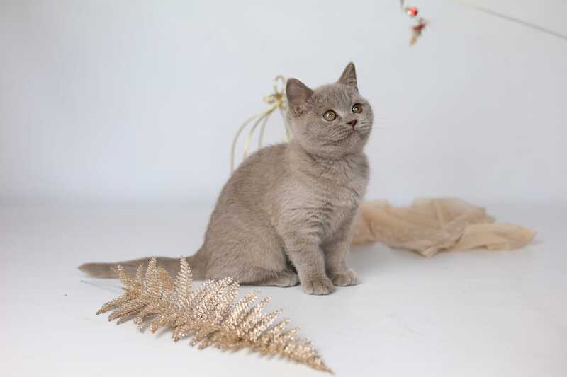 Orletta British Shorthair female lilac - live animals