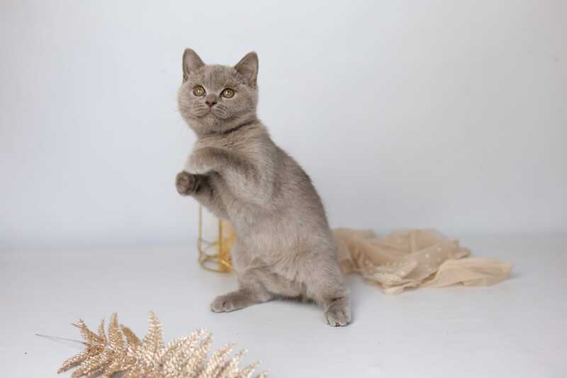 Orletta British Shorthair female lilac - live animals