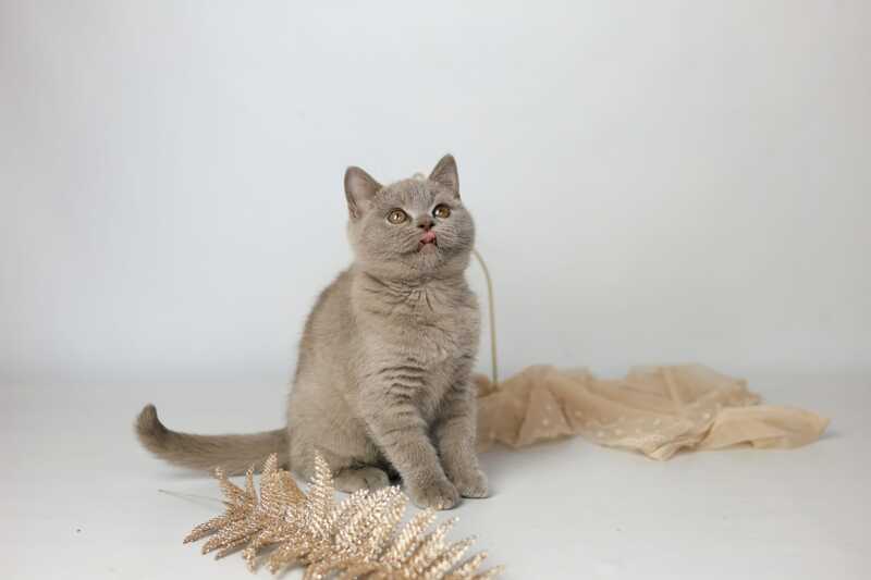 Orletta British Shorthair female lilac - live animals