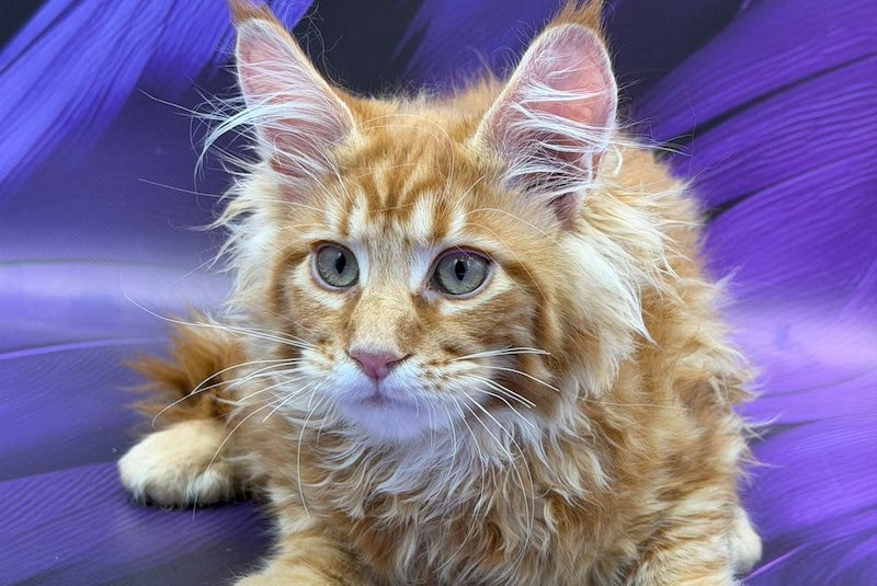 Leo Maine Coon male, red