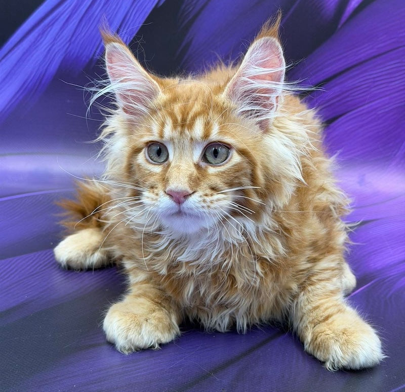 Leo Maine Coon male, red